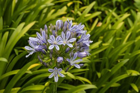 schmucklilien gattungsnamen.